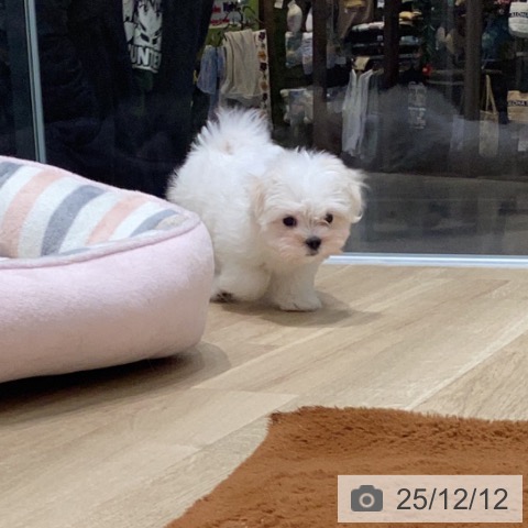 愛知県のマルチーズ (ペットプラス 則武新町店/2025年10月1日生まれ/女の子/ホワイト)の子犬の3枚目の画像