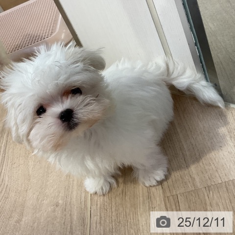 愛知県のマルチーズ (ペットプラス mozoワンダーシティ店/2025年10月1日生まれ/女の子/ホワイト)の子犬の4枚目の画像