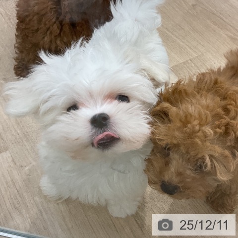 愛知県のマルチーズ (ペットプラス mozoワンダーシティ店/2025年10月1日生まれ/女の子/ホワイト)の子犬の4枚目の画像
