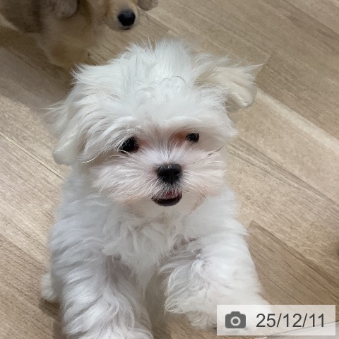 愛知県のマルチーズ (ペットプラス mozoワンダーシティ店/2025年10月1日生まれ/女の子/ホワイト)の子犬の3枚目の画像