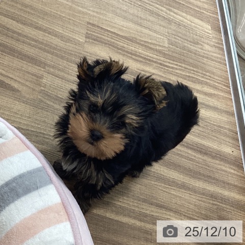 ヨークシャー・テリアの写真