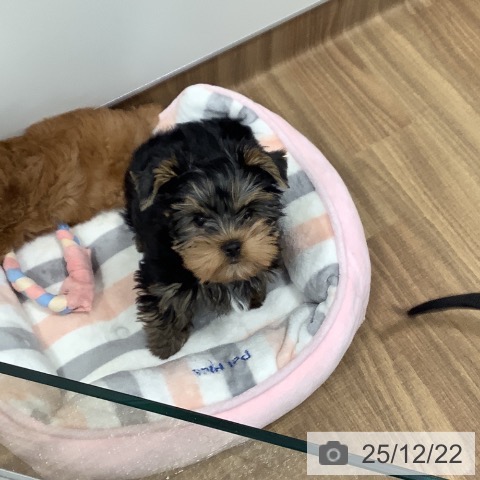 茨城県のヨークシャーテリア (ペッツワン 阿見店/2025年9月27日生まれ/男の子/スチールブルータン)の子犬の3枚目の画像