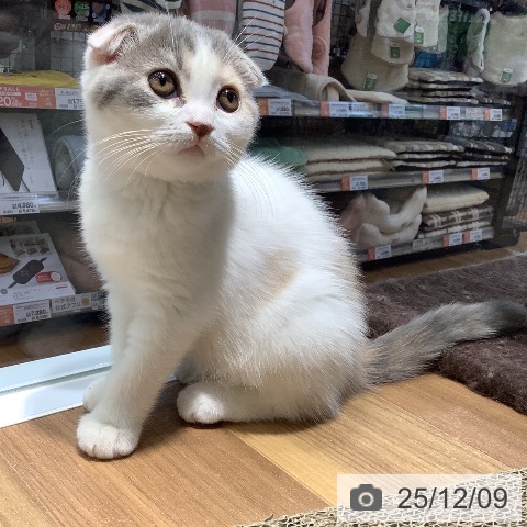 大阪府のスコティッシュフォールド (ペットプラス りんくう泉南店/2025年9月23日生まれ/女の子/ブルーパッチドタビーホワイト)の子猫の3枚目の画像