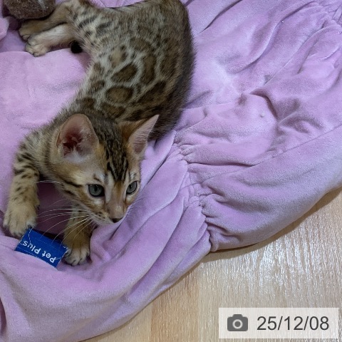 ベンガルの写真