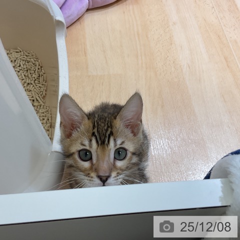 ベンガルの写真