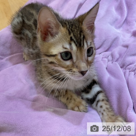 愛知県のベンガル (ペットプラス mozoワンダーシティ店/2025年9月20日生まれ/男の子/ブラウンスポットタビー)の子猫の4枚目の画像