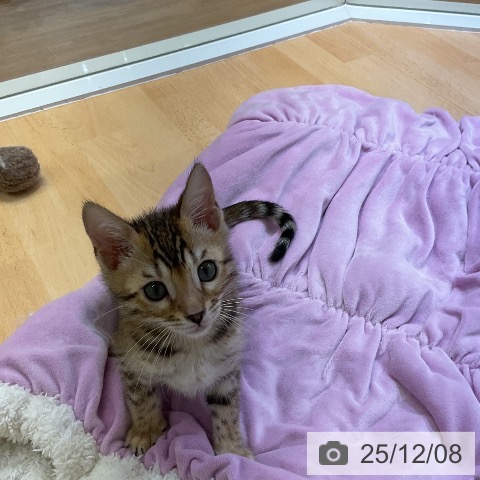 愛知県のベンガル (ペットプラス mozoワンダーシティ店/2025年9月20日生まれ/男の子/ブラウンスポットタビー)の子猫の3枚目の画像