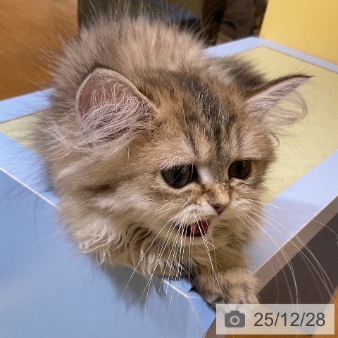 愛知県のミヌエット (ペットプラス mozoワンダーシティ店/2025年9月21日生まれ/女の子/ブラウンタビー)の子猫の4枚目の画像