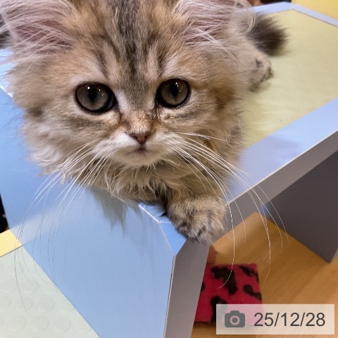 愛知県のミヌエット (ペットプラス mozoワンダーシティ店/2025年9月21日生まれ/女の子/ブラウンタビー)の子猫の3枚目の画像