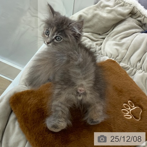 岐阜県のサイベリアン (ペットプラス 光ケ丘店/2025年9月10日生まれ/女の子/ブルーパッチドタビー)の子猫の4枚目の画像