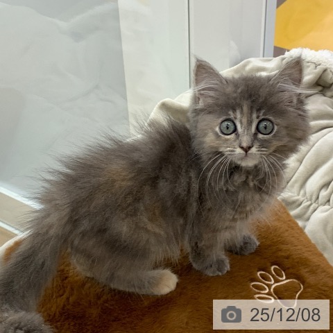 岐阜県のサイベリアン (ペットプラス 光ケ丘店/2025年9月10日生まれ/女の子/ブルーパッチドタビー)の子猫の3枚目の画像