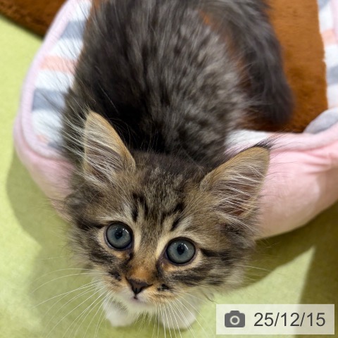 京都府のサイベリアン (ペットプラス 京都桂川店/2025年9月28日生まれ/女の子/ブラウンタビーホワイト)の子猫の4枚目の画像