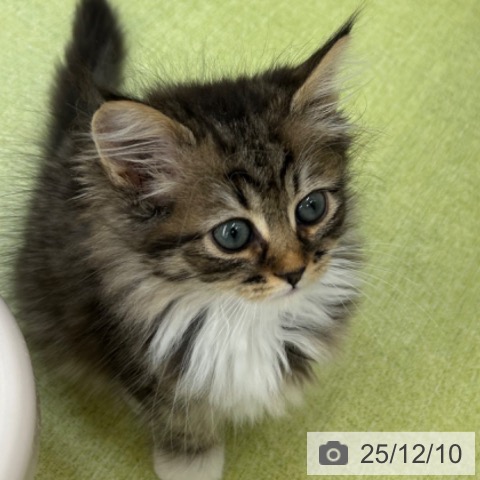 京都府のサイベリアン (ペットプラス 京都桂川店/2025年9月28日生まれ/女の子/ブラウンタビーホワイト)の子猫の3枚目の画像