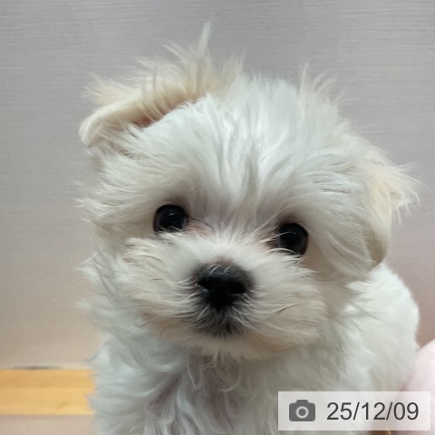 愛知県のマルチーズ (ペットプラス 名古屋茶屋店/2025年10月2日生まれ/男の子/ホワイト)の子犬の3枚目の画像