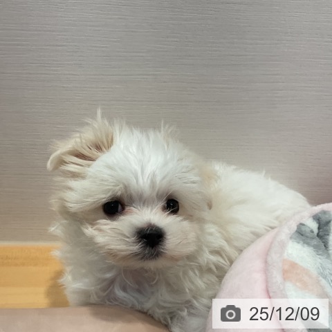 愛知県のマルチーズ (ペットプラス 名古屋茶屋店/2025年10月2日生まれ/男の子/ホワイト)の子犬の4枚目の画像