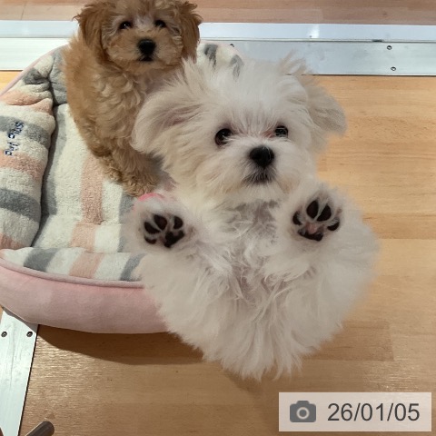 愛知県のマルチーズ (ペットプラス 名古屋茶屋店/2025年10月2日生まれ/男の子/ホワイト)の子犬の3枚目の画像