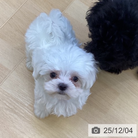 マルチーズの写真