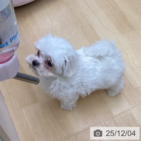 マルチーズの写真