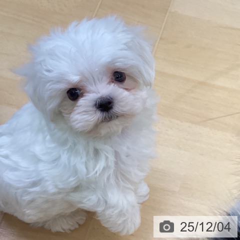 マルチーズの写真