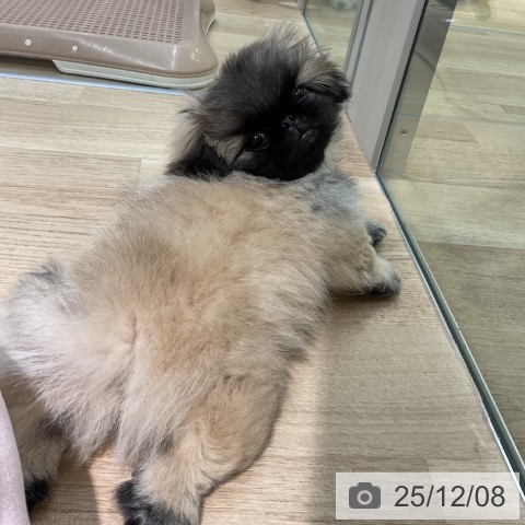 ペキニーズの写真