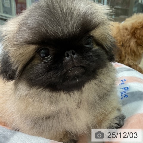 ペキニーズの写真