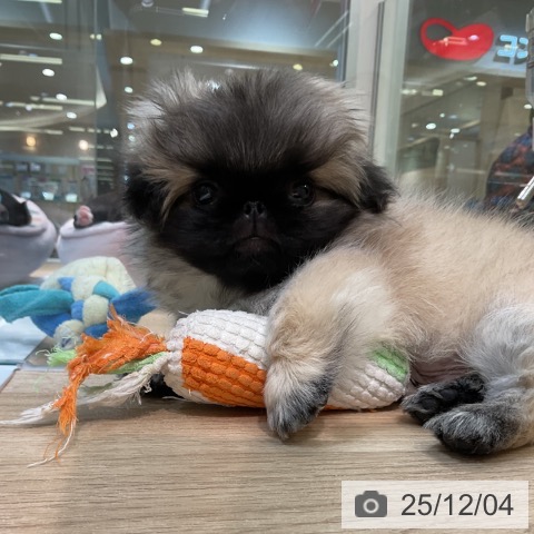 ペキニーズの写真