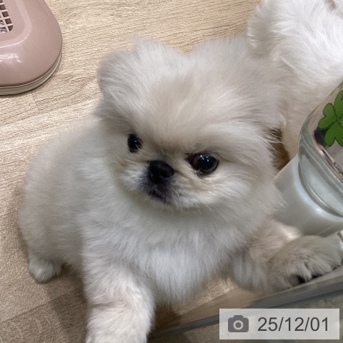ペキニーズの写真