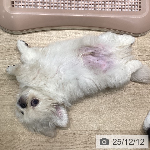 愛知県のペキニーズ (ペットプラス 則武新町店/2025年9月29日生まれ/男の子/クリーム)の子犬の4枚目の画像