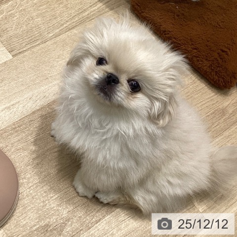愛知県のペキニーズ (ペットプラス 則武新町店/2025年9月29日生まれ/男の子/クリーム)の子犬の3枚目の画像