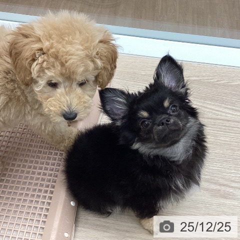 石川県のチワワ(ロング) (ペットプラス 白山店/2025年9月26日生まれ/男の子/ブラックタンホワイト)の子犬の4枚目の画像