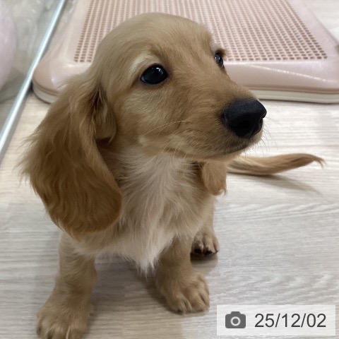 ミニチュア・ダックスフンドの写真