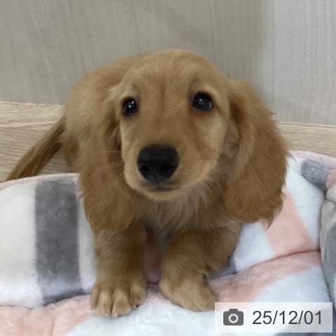 ミニチュア・ダックスフンドの写真