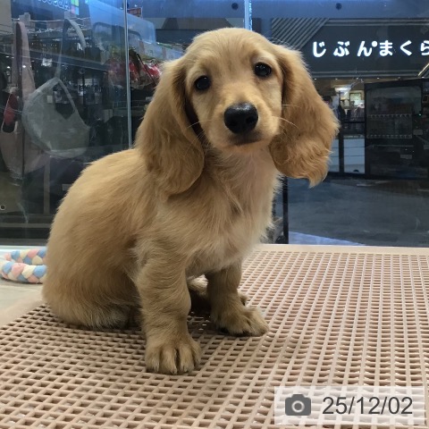 ミニチュア・ダックスフンドの写真