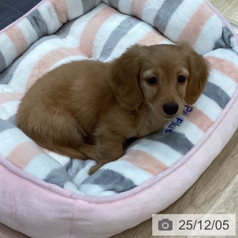 岐阜県のミニチュアダックスフンド(ロング) (ペットプラス 各務原店/2025年9月26日生まれ/女の子/ゴールド)の子犬の4枚目の画像