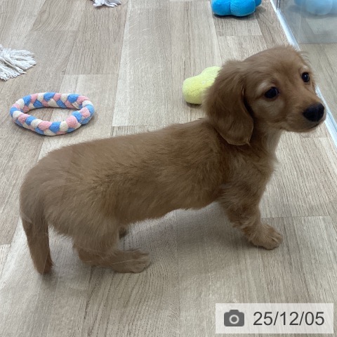 岐阜県のミニチュアダックスフンド(ロング) (ペットプラス 各務原店/2025年9月26日生まれ/女の子/ゴールド)の子犬の3枚目の画像