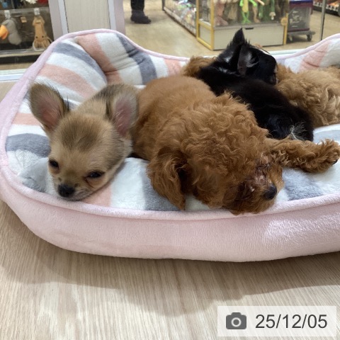 愛知県のチワワ(ロング) (ペットプラス ナゴヤドーム前店/2025年9月28日生まれ/男の子/レッドホワイト)の子犬の3枚目の画像