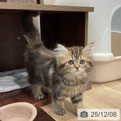 愛知県のスコティッシュフォールド (ペットプラス 東浦店/2025年9月22日生まれ/女の子/ブラウンタビー)の子猫の4枚目の画像