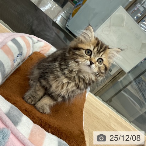 愛知県のスコティッシュフォールド (ペットプラス 東浦店/2025年9月22日生まれ/女の子/ブラウンタビー)の子猫の3枚目の画像