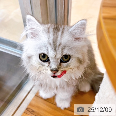 大阪府のスコティッシュフォールド (ペットプラス イオン大日店/2025年9月22日生まれ/女の子/シルバータビー)の子猫の4枚目の画像