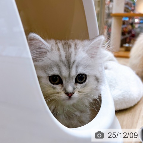 大阪府のスコティッシュフォールド (ペットプラス イオン大日店/2025年9月22日生まれ/女の子/シルバータビー)の子猫の3枚目の画像