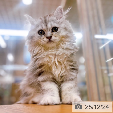 大阪府のスコティッシュフォールド (ペットプラス イオン大日店/2025年9月22日生まれ/女の子/シルバータビー)の子猫の3枚目の画像