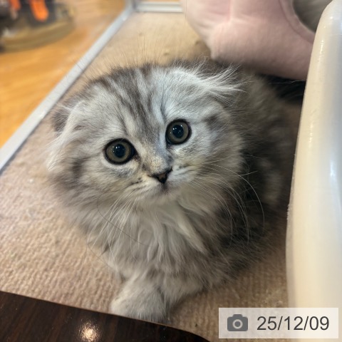 スコティッシュフォールドの写真