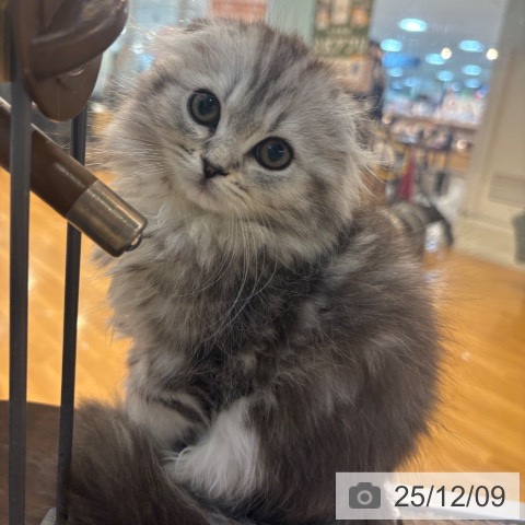 スコティッシュフォールドの写真