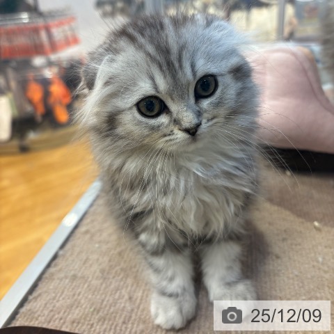 スコティッシュフォールドの写真