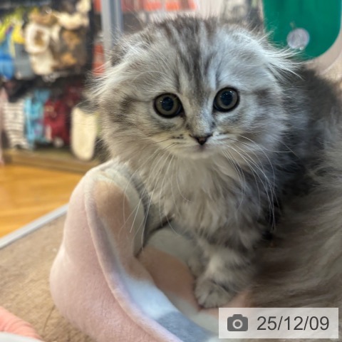 スコティッシュフォールドの写真