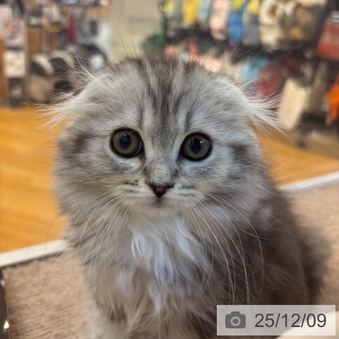 スコティッシュフォールドの写真