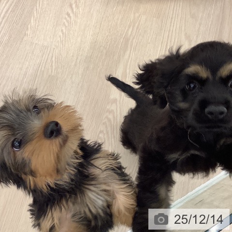 福井県のアメリカンコッカースパニエル (ペットプラス 福井店/2025年10月2日生まれ/男の子/ブラックタン)の子犬の3枚目の画像