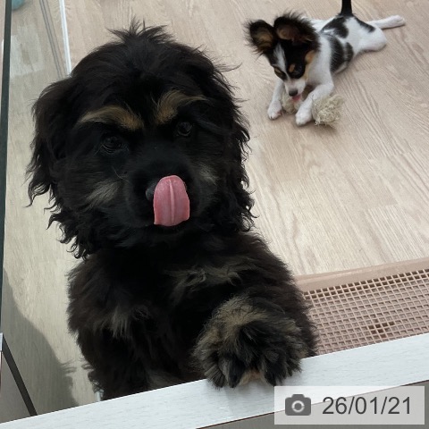 福井県のアメリカンコッカースパニエル (ペットプラス 福井店/2025年10月2日生まれ/男の子/ブラックタン)の子犬の3枚目の画像