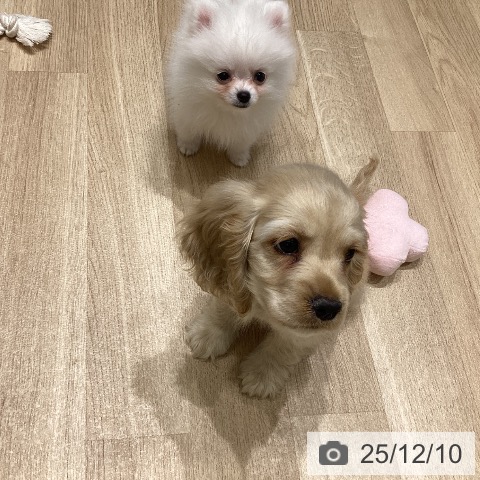 アメリカン・コッカー・スパニエルの写真