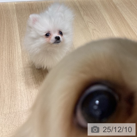 アメリカン・コッカー・スパニエルの写真